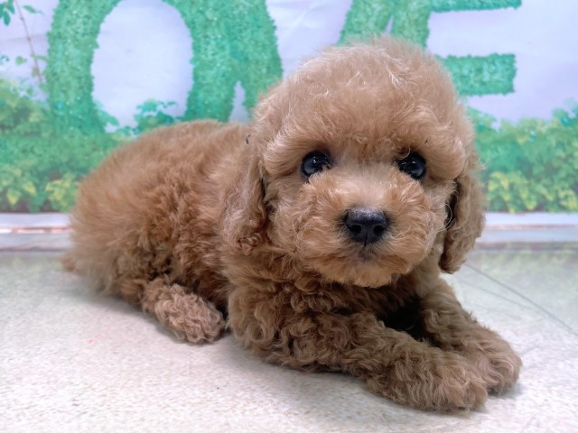 兵庫県のトイプードル(トイ) (Coo&RIKU丹波店/2025年10月15日生まれ/男の子/オレンジフォーン)の子犬の2枚目の画像