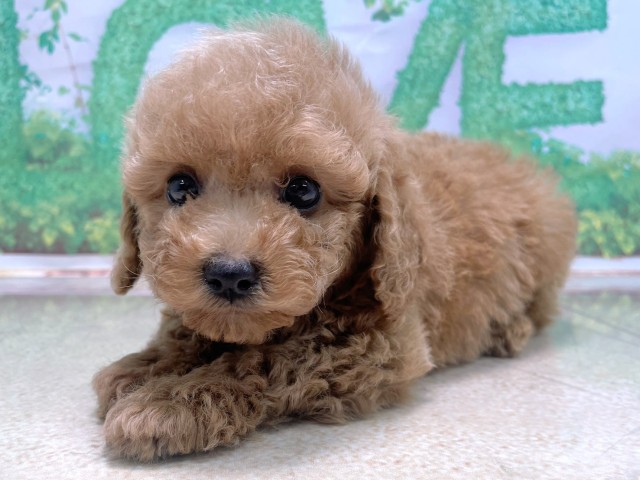 兵庫県のトイプードル(トイ) (Coo&RIKU丹波店/2025年10月15日生まれ/男の子/オレンジフォーン)の子犬の3枚目の画像