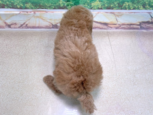 兵庫県のトイプードル(トイ) (Coo&RIKU丹波店/2025年10月15日生まれ/男の子/オレンジフォーン)の子犬の4枚目の画像