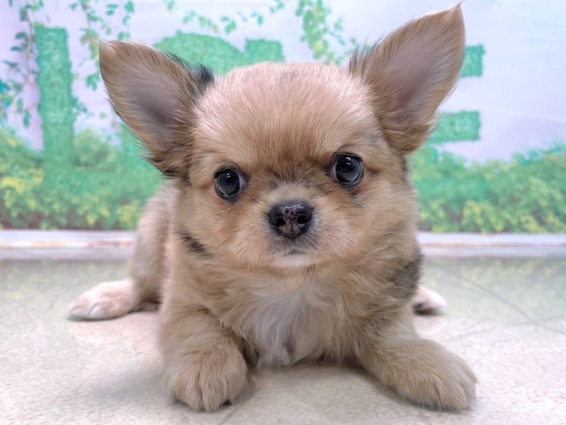 チワワ(ロングコート)