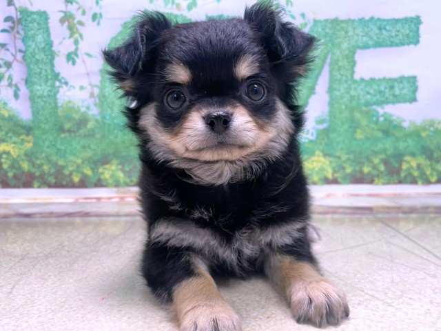 チワワ(ロングコート)