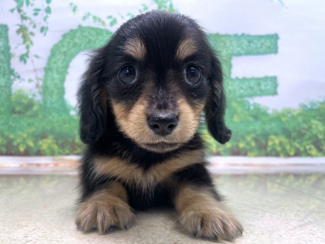 京都府のミニチュアダックスフンド(ロング) (Coo&RIKU京都河原町店/2025年10月21日生まれ/女の子/ブラックイエロー)の子犬の1枚目の画像