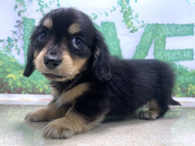 京都府のミニチュアダックスフンド(ロング) (Coo&RIKU京都河原町店/2025年10月21日生まれ/女の子/ブラックイエロー)の子犬の2枚目の画像