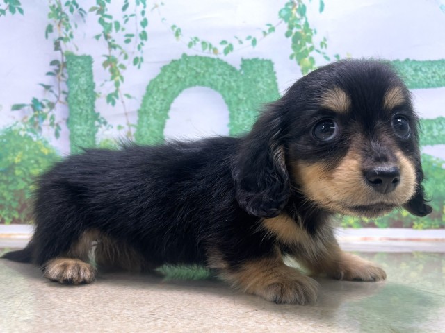 京都府のミニチュアダックスフンド(ロング) (Coo&RIKU京都河原町店/2025年10月21日生まれ/女の子/ブラックイエロー)の子犬の3枚目の画像