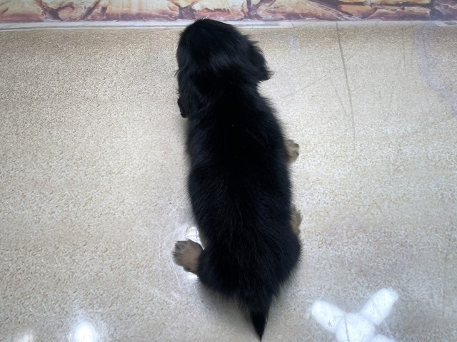 京都府のミニチュアダックスフンド(ロング) (Coo&RIKU京都河原町店/2025年10月21日生まれ/女の子/ブラックイエロー)の子犬の4枚目の画像