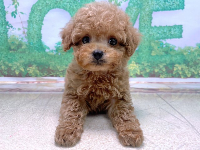 大阪府のトイプードル(トイ) (Coo&RIKU心斎橋店/2025年10月22日生まれ/男の子/レッドフォーン)の子犬の1枚目の画像