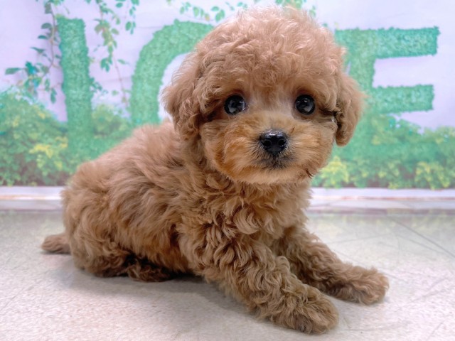 大阪府のトイプードル(トイ) (Coo&RIKU心斎橋店/2025年10月22日生まれ/男の子/レッドフォーン)の子犬の2枚目の画像