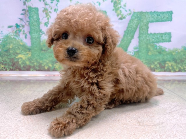 大阪府のトイプードル(トイ) (Coo&RIKU心斎橋店/2025年10月22日生まれ/男の子/レッドフォーン)の子犬の3枚目の画像