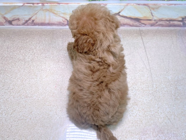 大阪府のトイプードル(トイ) (Coo&RIKU心斎橋店/2025年10月22日生まれ/男の子/レッドフォーン)の子犬の4枚目の画像