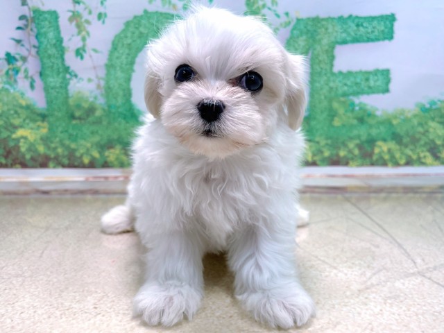 兵庫県のマルチーズ (Coo&RIKU丹波店/2025年10月14日生まれ/男の子/ホワイト)の子犬の1枚目の画像