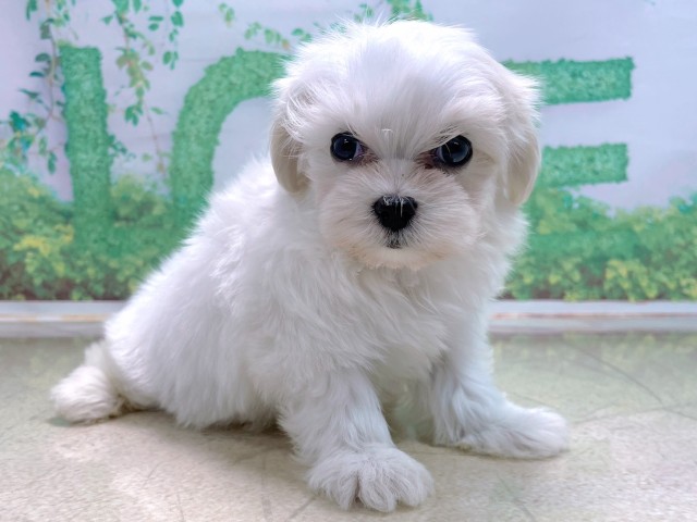 兵庫県のマルチーズ (Coo&RIKU丹波店/2025年10月14日生まれ/男の子/ホワイト)の子犬の2枚目の画像