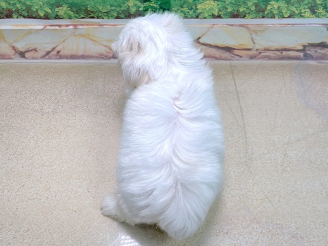 兵庫県のマルチーズ (Coo&RIKU丹波店/2025年10月14日生まれ/男の子/ホワイト)の子犬の4枚目の画像