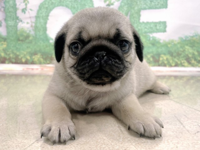 大阪府のパグ (Coo&RIKU和泉店/2025年10月23日生まれ/男の子/フォーン)の子犬の1枚目の画像