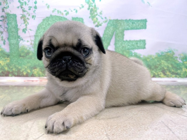 大阪府のパグ (Coo&RIKU和泉店/2025年10月23日生まれ/男の子/フォーン)の子犬の2枚目の画像