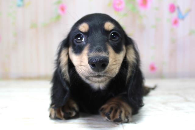 ミニチュア・ダックスフンド