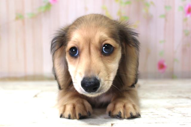 北海道のミニチュアダックスフンド(ロング) (Coo&RIKU函館店/2025年10月20日生まれ/男の子/シェーデットイエロー)の子犬の1枚目の画像