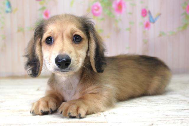 北海道のミニチュアダックスフンド(ロング) (Coo&RIKU函館店/2025年10月20日生まれ/男の子/シェーデットイエロー)の子犬の2枚目の画像