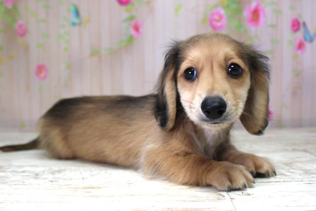 北海道のミニチュアダックスフンド(ロング) (Coo&RIKU函館店/2025年10月20日生まれ/男の子/シェーデットイエロー)の子犬の3枚目の画像