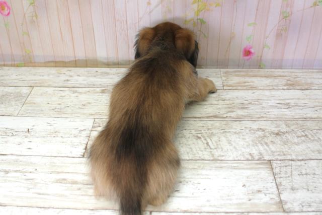 北海道のミニチュアダックスフンド(ロング) (Coo&RIKU函館店/2025年10月20日生まれ/男の子/シェーデットイエロー)の子犬の4枚目の画像