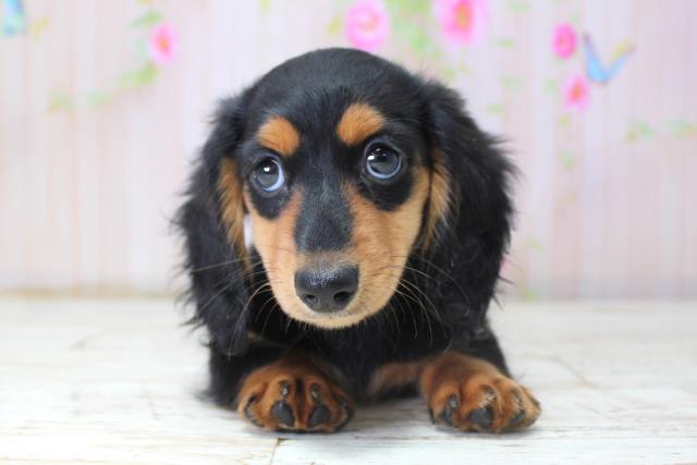 青森県のミニチュアダックスフンド(ロング) (Coo&RIKU弘前店/2025年10月20日生まれ/女の子/ブラックタン)の子犬の1枚目の画像