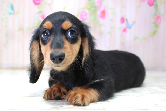 青森県のミニチュアダックスフンド(ロング) (Coo&RIKU弘前店/2025年10月20日生まれ/女の子/ブラックタン)の子犬の2枚目の画像