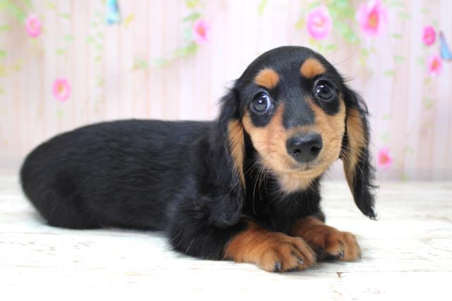 青森県のミニチュアダックスフンド(ロング) (Coo&RIKU弘前店/2025年10月20日生まれ/女の子/ブラックタン)の子犬の3枚目の画像