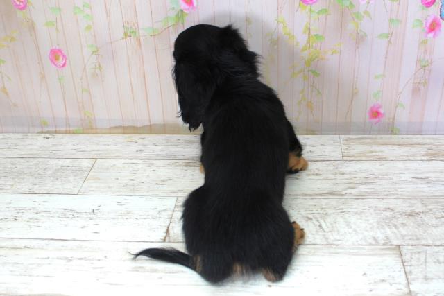 青森県のミニチュアダックスフンド(ロング) (Coo&RIKU弘前店/2025年10月20日生まれ/女の子/ブラックタン)の子犬の4枚目の画像