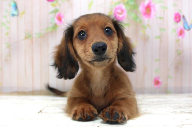 北海道のミニチュアダックスフンド(ロング) (Coo&RIKU札幌西店/2025年10月20日生まれ/女の子/シェーデットレッド)の子犬の1枚目の画像