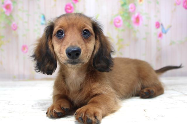 北海道のミニチュアダックスフンド(ロング) (Coo&RIKU札幌西店/2025年10月20日生まれ/女の子/シェーデットレッド)の子犬の2枚目の画像