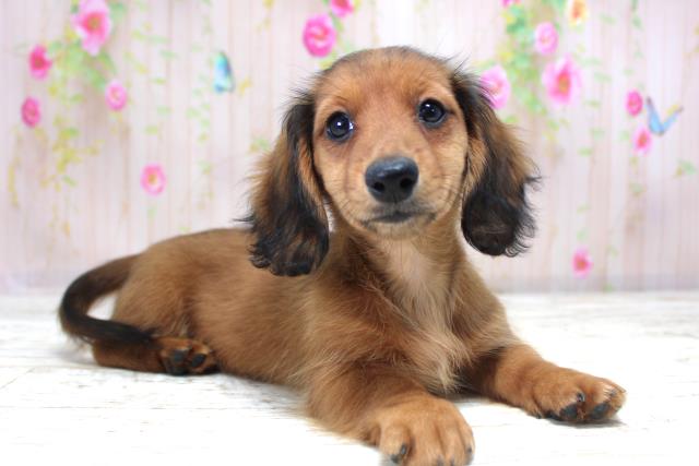 北海道のミニチュアダックスフンド(ロング) (Coo&RIKU札幌西店/2025年10月20日生まれ/女の子/シェーデットレッド)の子犬の3枚目の画像