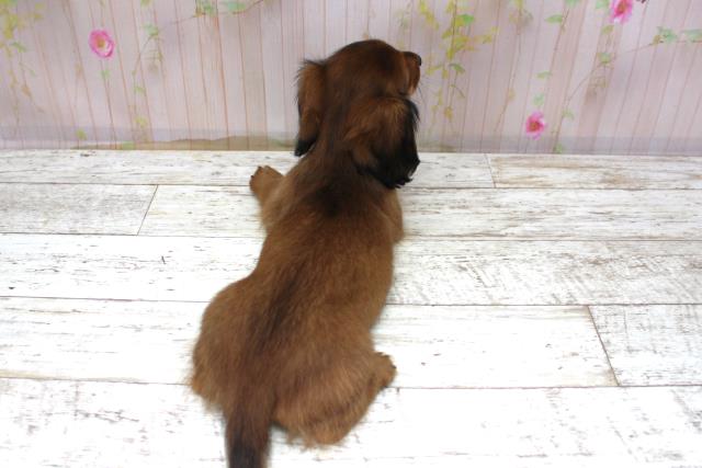 北海道のミニチュアダックスフンド(ロング) (Coo&RIKU札幌西店/2025年10月20日生まれ/女の子/シェーデットレッド)の子犬の4枚目の画像