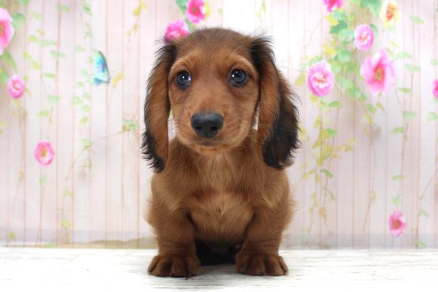 北海道のミニチュアダックスフンド(ロング) (Coo&RIKU帯広店/2025年10月22日生まれ/男の子/シェーデットレッド)の子犬の1枚目の画像