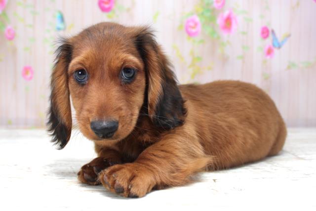 北海道のミニチュアダックスフンド(ロング) (Coo&RIKU帯広店/2025年10月22日生まれ/男の子/シェーデットレッド)の子犬の2枚目の画像