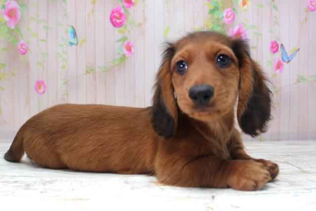 北海道のミニチュアダックスフンド(ロング) (Coo&RIKU帯広店/2025年10月22日生まれ/男の子/シェーデットレッド)の子犬の3枚目の画像