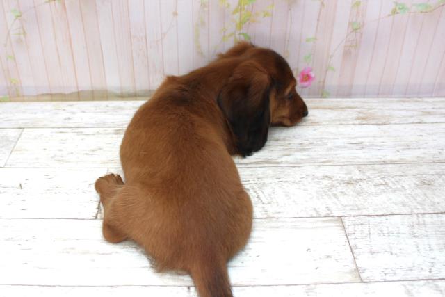 北海道のミニチュアダックスフンド(ロング) (Coo&RIKU帯広店/2025年10月22日生まれ/男の子/シェーデットレッド)の子犬の4枚目の画像