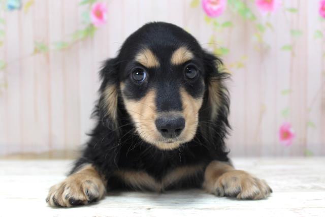 ミニチュア・ダックスフンド