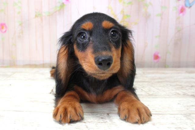 山形県のミニチュアダックスフンド(ロング) (Coo&RIKU山形店/2025年10月22日生まれ/女の子/ブラックタン)の子犬の1枚目の画像