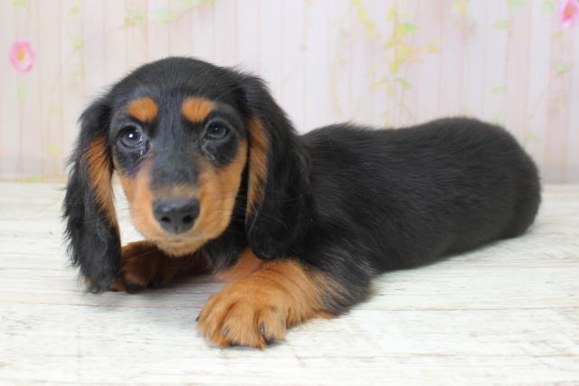 山形県のミニチュアダックスフンド(ロング) (Coo&RIKU山形店/2025年10月22日生まれ/女の子/ブラックタン)の子犬の2枚目の画像