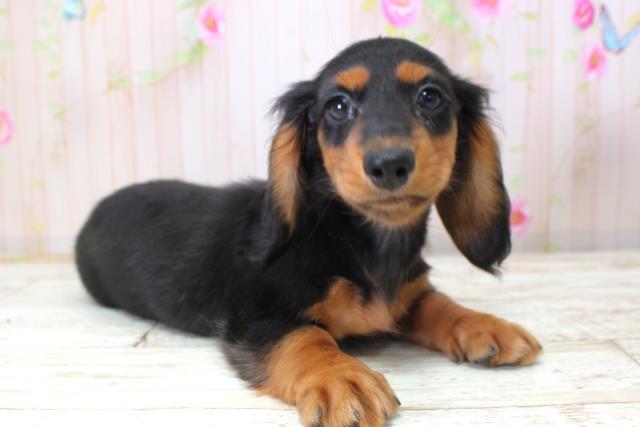 山形県のミニチュアダックスフンド(ロング) (Coo&RIKU山形店/2025年10月22日生まれ/女の子/ブラックタン)の子犬の3枚目の画像