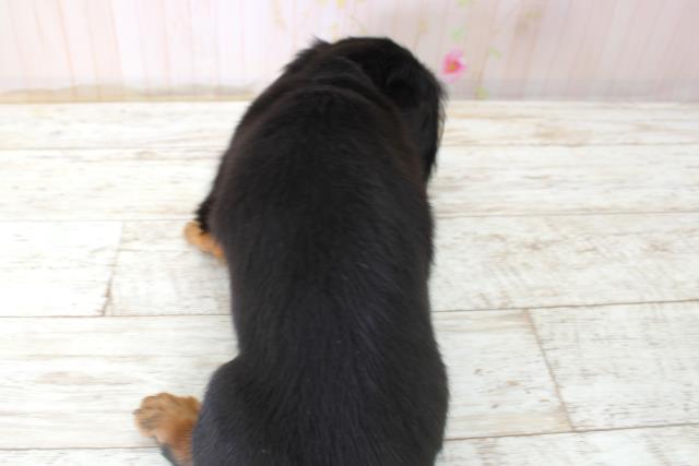 山形県のミニチュアダックスフンド(ロング) (Coo&RIKU山形店/2025年10月22日生まれ/女の子/ブラックタン)の子犬の4枚目の画像