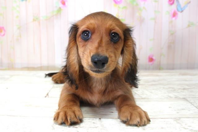 長野県のミニチュアダックスフンド(ロング) (Coo&RIKU綿半諏訪店/2025年10月22日生まれ/女の子/シェーデットレッド)の子犬の1枚目の画像