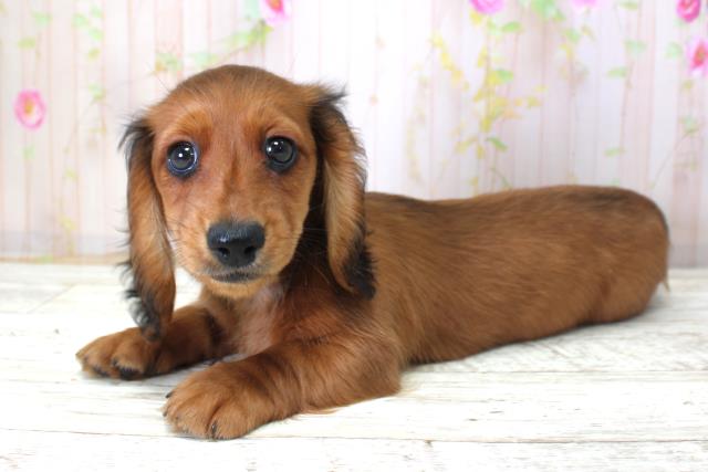 長野県のミニチュアダックスフンド(ロング) (Coo&RIKU綿半諏訪店/2025年10月22日生まれ/女の子/シェーデットレッド)の子犬の2枚目の画像