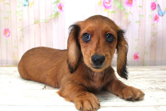 長野県のミニチュアダックスフンド(ロング) (Coo&RIKU綿半諏訪店/2025年10月22日生まれ/女の子/シェーデットレッド)の子犬の3枚目の画像