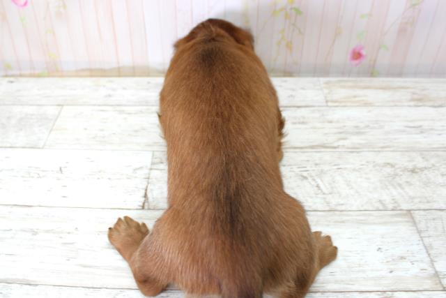 長野県のミニチュアダックスフンド(ロング) (Coo&RIKU綿半諏訪店/2025年10月22日生まれ/女の子/シェーデットレッド)の子犬の4枚目の画像