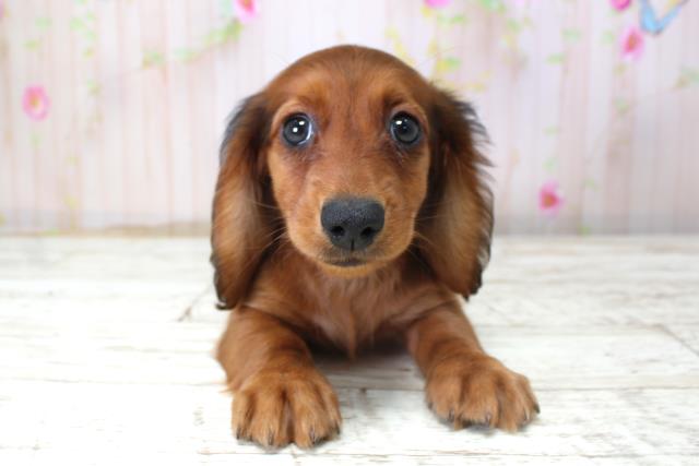 富山県のミニチュアダックスフンド(ロング) (Coo&RIKU富山店/2025年10月22日生まれ/女の子/シェーデットレッド)の子犬の1枚目の画像