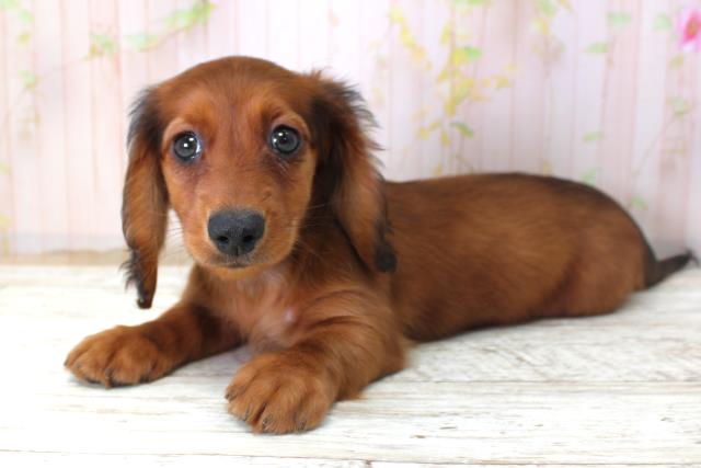 富山県のミニチュアダックスフンド(ロング) (Coo&RIKU富山店/2025年10月22日生まれ/女の子/シェーデットレッド)の子犬の2枚目の画像