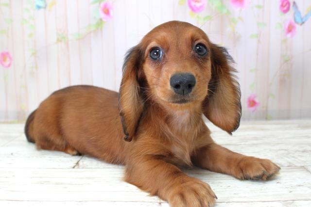 富山県のミニチュアダックスフンド(ロング) (Coo&RIKU富山店/2025年10月22日生まれ/女の子/シェーデットレッド)の子犬の3枚目の画像