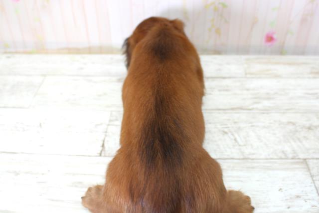 富山県のミニチュアダックスフンド(ロング) (Coo&RIKU富山店/2025年10月22日生まれ/女の子/シェーデットレッド)の子犬の4枚目の画像