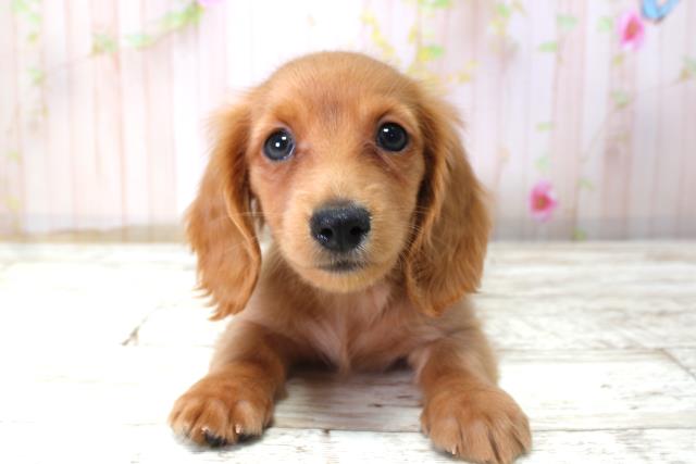 千葉県のミニチュアダックスフンド(ロング) (Coo&RIKU八街店/2025年10月22日生まれ/女の子/ゴールド)の子犬の1枚目の画像