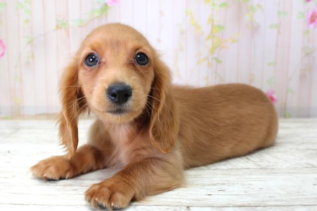 千葉県のミニチュアダックスフンド(ロング) (Coo&RIKU八街店/2025年10月22日生まれ/女の子/ゴールド)の子犬の2枚目の画像